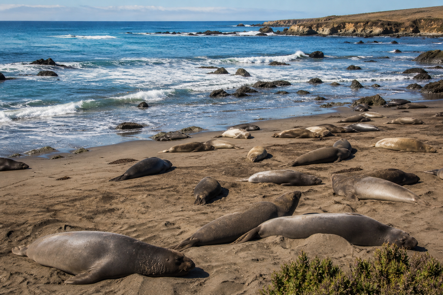 Piedras Blancas象海豹观景区
